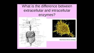 214 Enzymes a The role of enzymes b Intracellular an extracellular reactions [upl. by Zaccaria]