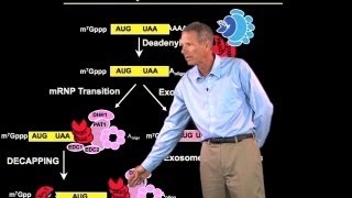 mRNA degradation  Roy Parker BoulderHHMI [upl. by Schreibman]