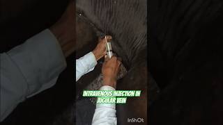 Intravenous injection in jugular vein of cowamp BuffalovillagelifviralvideoAbhayPawaleDairyFarm [upl. by Lehcsreh23]