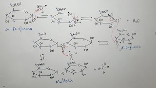 Formación de la Maltosa y la Lactosa  Mecanismo de Reacción [upl. by Marela]