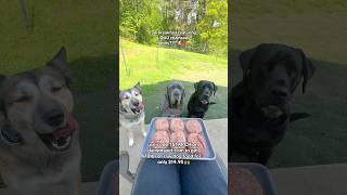 raw breakfast featuring LOUD chainsaw noises 🐶🥩😂 [upl. by Ennahtebazile]