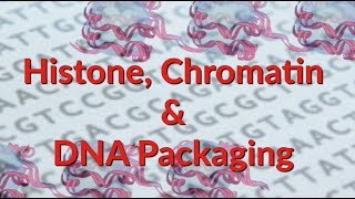 Histone  Chromatin  Nucleosome  DNA Packaging [upl. by Harrington]