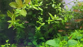 Nature style planted aquarium [upl. by Iredale554]