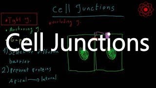 Cell Junctions Introduction types and functions [upl. by Are]