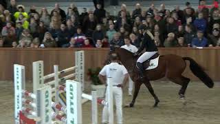 Night Life VDL  VDL Stallion show 2022 Ridden by Cristel Kalf [upl. by Clementia]