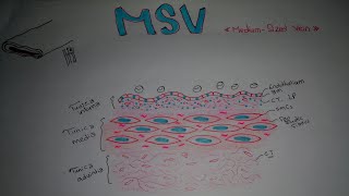 Histology of MediumSized Vein MSV [upl. by Armat]