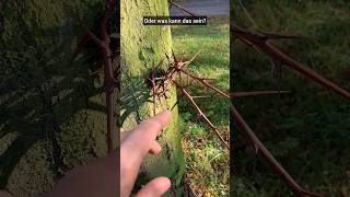 Hexenring und Stachelbaum natur stadtpark wiese pilze wissen biologie pilz baum fragen [upl. by Byrd797]