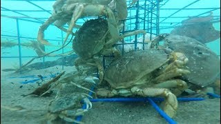 Oregon Crabbing  underwater Gopro video [upl. by Am]