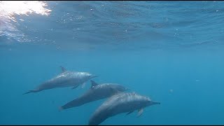 Kuredu Island Resort 2019 Maldives Snorkeling filmed on GoPro Hero 7 Black Edition [upl. by Manuela962]