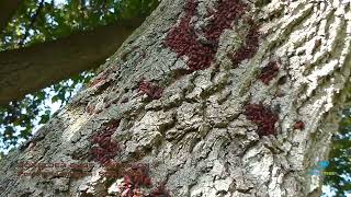 Boxelder Bugs in Boxelder Tree in Milton ON [upl. by Boy]