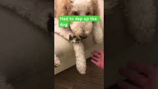 Dapping up the dog dog dap [upl. by Menell]