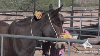 Halter Training a Mule [upl. by Milli640]