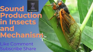 Sound Product in Insects and Mechanism entomology insects msc hindilecture [upl. by Merralee958]