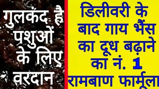 👍पशुओं को गुलकंद खिलाने के जबरदस्त लाभ जानकर हर कोई चौंक जाएगा  Gulkand is Gold for cattles 👍 [upl. by Ramonda]