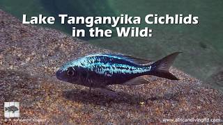 Lake Tanganyika Cichlids in the Wild People and places [upl. by Lered]