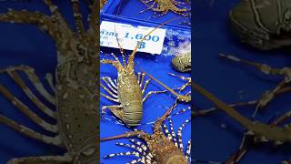 Fresh Catch in Pattaya A Day at Naklua Seafood Market [upl. by Akinak]