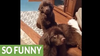 Puppy points out who his best friend is [upl. by Farrow]