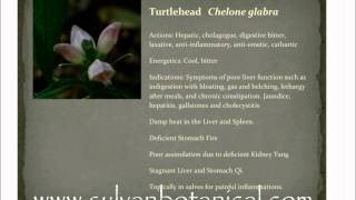 Bio Regional Herbalism Turtle Head Patricia Kyritsi Howell [upl. by Aldarcy599]