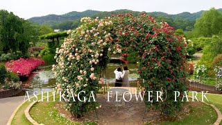 Rose Gardens of ASHIKAGA FLOWER PARK 2021 4K あしかがフラワーパーク [upl. by Dragelin144]