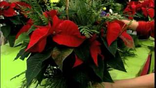 How to Dress up your Poinsettia [upl. by Karly]