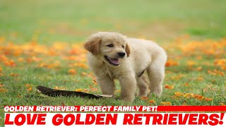 Golden Retriever Perfect Family Pet [upl. by Airdni840]