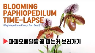 타임랩스  파피오페딜룸 개화 장면 Timelapse  Blooming Paphiopedilum  Orchidia flim 난알아요 [upl. by Norek]