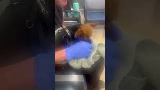 Miracle puppy born in the ER waiting room puppy newborn miracle love cute cuteanimals [upl. by Norven]