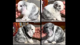 Iclyn amp Natsume Holland Lop Litter 25 Days Old [upl. by Kemme]