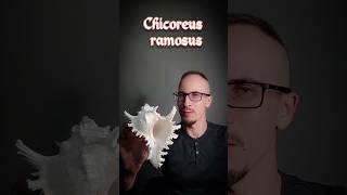 Chicoreus ramosus Ветвистый мурекс Ветвистый цикореус [upl. by Egief]