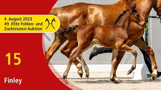 49th Verden Elite Foal OnLiveAuction Aug 4th No 15 Finley by Fürst Belissaro  Dimaggio [upl. by Rochella]