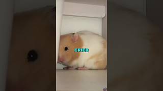 Hamsters Ugly Car shorts shortvideo ytshorts cute sad [upl. by Ahseenyt]