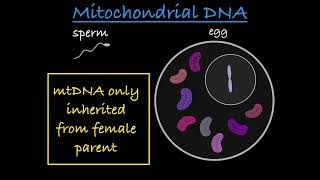 NonNuclear Inheritance Explained [upl. by Annoda914]