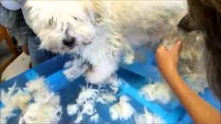 Video Hundeschur  Hund scheren Coton de Tulear mit Heiniger Saphir Cord Schermaschine [upl. by Necyrb]