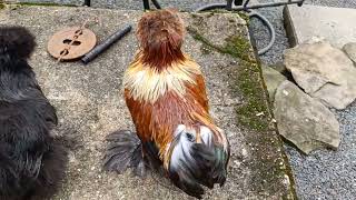 Beautiful new Satin Silkie Roo to add to our breeding flocksilkies silkiechickens silkiechicken [upl. by Norit917]