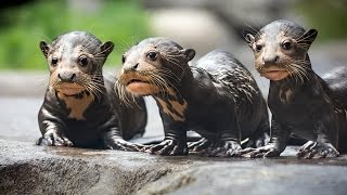 Endangered Giant River Otter Pups [upl. by Suivat694]