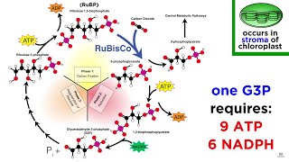 Photosynthesis Light Reactions and the Calvin Cycle [upl. by Elleron562]