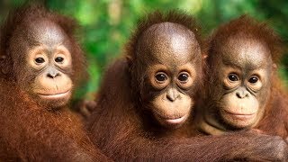 «Orangutan Jungle School»Trailer [upl. by Sigfrid]