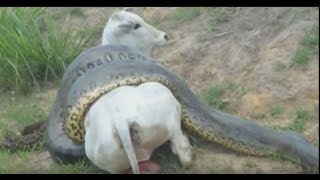 Giant Anaconda kills cow [upl. by Akihsat444]