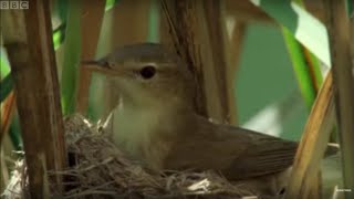 Cuckoo Hijacks Warbler Nest  Natural World  BBC Earth [upl. by Dodi]