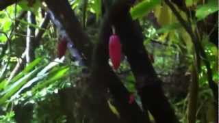 Stalking the wild cacao trees of Puna Hawaii [upl. by Moriarty]