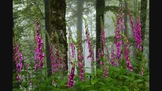 Forêt et chants doiseaux  Birds singing 5 [upl. by Aivull]