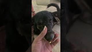 Dogs 🐕 Cute 🥰 doglover dogs animals funnykiki petowner dogowner [upl. by Snilloc]