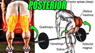 5 Best POSTERIOR CHAIN Exercises for Mass  9999 RESULTS [upl. by Vasti559]