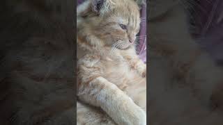 Billi ko khawab me dekhna  catlover cat [upl. by Imled]