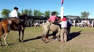 Jineteadas de caballos La Monta de los Petisos Campo de Jacobo [upl. by Orvil]