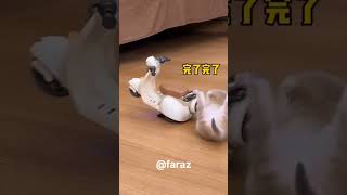 Funny videoclip parrot vs cat and puppy bike drive animals birds [upl. by Ariay421]