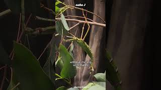 Goliath Stick Bug Mimic Scorpion animal animals [upl. by Osithe518]