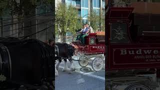 2024￼ Gasparilla Parade of Pirates2shorts ￼ ￼Gasparilla parade clydesdales [upl. by Euqinad]