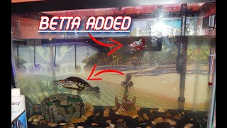 HALFMOON KING BETTA ADDED TO TURTLE TANK [upl. by Erick]