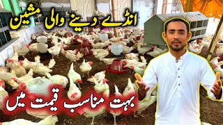 White Layer Hens For Sale  White Layer hens Farming in Pakistan [upl. by Eitnom348]